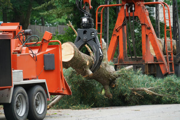 Stanaford, WV Tree Care  Company